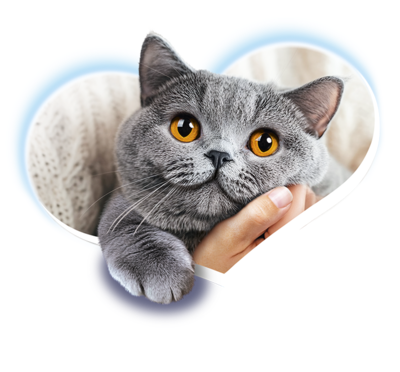 Hero - PreVital Heart